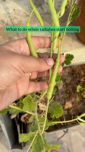 19K views · 132 reactions | Bolting is the process that induce flowering in a crop followed by formation of seed pods. Seeds help in propagation of crop so when ripened these seed pods can be harvested to be used next season. #organicgardening #terracegarden #bolting | Mud and Colors | Facebook