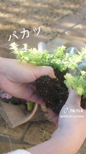 ワイヤーかごでできるおしゃれな寄せ植えの作り方