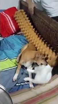 cat and dog friend play