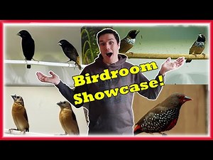 Beautiful BIRD & FINCH Room Showcase, MUST see SPECIES
