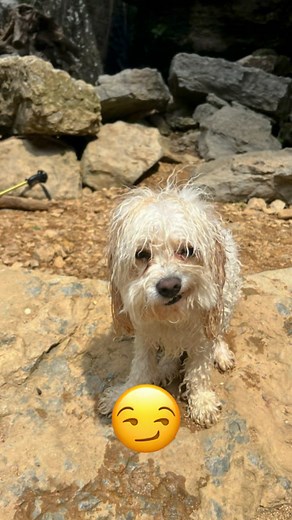 Does a smirk count? #dog #cavachon #rescuedog #adoption | Joe Kay