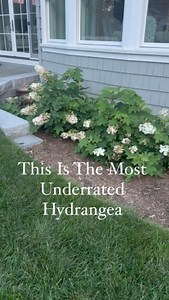 Tap the HEART and BOOKMARK this one! Oakleaf hydrangeas! This particular one is Ruby Slippers, which is a dwarf variety! The foliage and flowers on these are absolutely beautiful, and mine have had incredible growth over the last year since they were planted despite giving them hardly any attention! These will tolerate HEAT, drought, and poor soil, as long as it is well-drained! The specifics: Flowering Date is Early to midsummer (flowers will turn burgundy and last until late summer!) Height 36