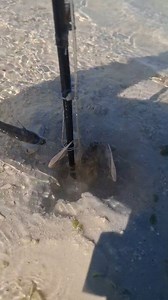 Berburu udang mamtis waktu air laut surut | Nomubaid