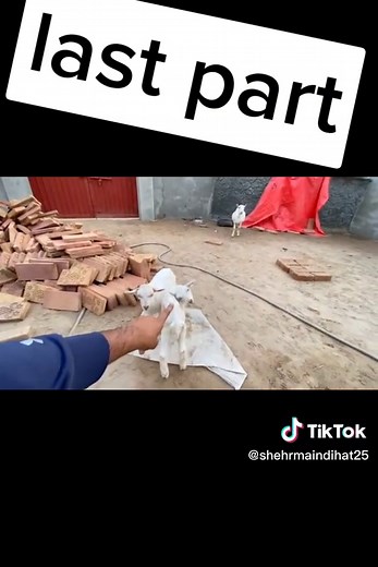 Engaging Moments with Goats in Outdoor Feeding Clips