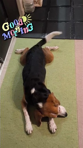 皆様!おはようございます！#ビーグル #ビーグル犬栗 #beagle #beagles #pet #ペット #大阪 #萌 #かわいい #犬 #dog #たのしい #比格 #比格犬板栗#比格大魔王