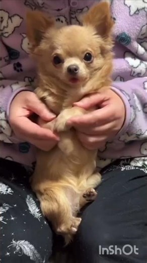 みろりんのNARUTO シルエットダンスの巻 #チワワ ＃犬