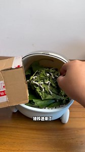 我已經迫不及待想要看蠶寶寶吐絲了#蠶繭 #蠶蛹 #養蠶 #玩個很新的東西 | 晓东吉他-音为爱