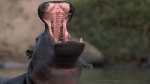 The 'loveable' pet hippo... that mauled its owner to death