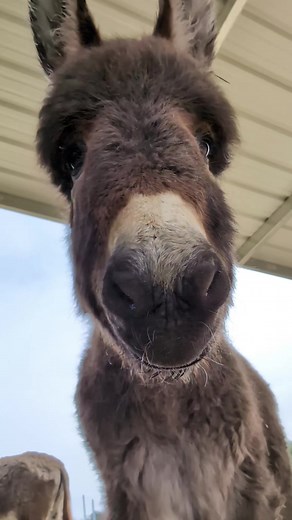 If you needed a baby donkey fix today, here it is. You catch a glimpse of his baby teeth🥰. #babydonkey #animallover #cutenessoverload | Oscar’s Place Adoption Center & Sanctuary