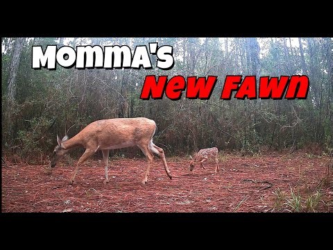 Momma's New Baby Fawn 2025