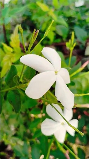 pooooooooooo #song 😍❤️😍