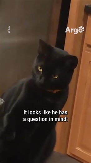 An over-curious cat 🤣 | Argo Pets
