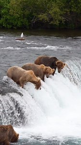 276K views · 6.5K reactions | Alaskan coastal brown bears doing what they do best. | Ani Cute | Facebook