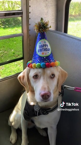 The Doggie Bus 🇨🇦 (@thedoggiebus)’s videos with original sound - The Doggie Bus 🇨🇦