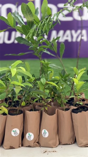 🌱✨ ¡Plantamos futuro juntos! Aprendimos a reforestar y cada participante se llevó su propio árbol a casa. Gracias por ser parte del cambio en Metroplaza Mundo Maya. 🌿 📍Descubre lo mejor para ti #MetroplazaMundoMaya #DescubreLoMejorParaTi