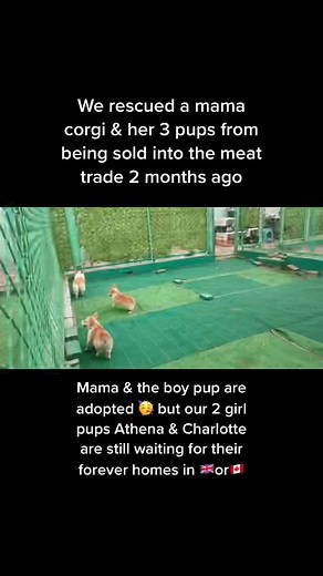 You can apply to adopt on our site ❤️ #rescuecorgi #corgipuppy #10millionadoptions #fyp