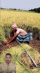 Secret Method Used to Calculate Paddy Yield 🌾 #shortsfeed #shorts #trending