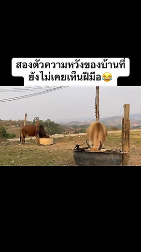 บรู๊ซรี่🐂❤️ Dark color🐂❤️ | Aek Wa
