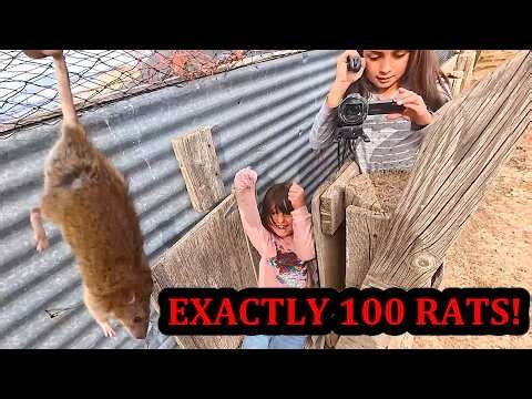 About 100 Rats with Mink and Dogs