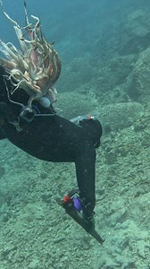 Expert Level Octopus Hunting | Ryan Myers