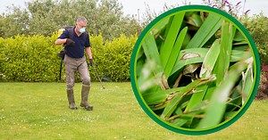 Fungal Disease in Lawns