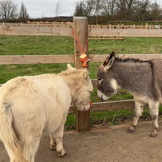 Festive fun in full swing! Maverick and Peanut have been tucking into their healthy treats! 😋😁 | Adopt A Donkey