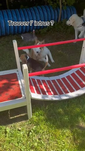 Il est important de rappeler que les séances de socialisation et les récréations éducatives pour chiots existent depuis plusieurs décennies dans le monde de l’éducation canine moderne. Les premiers programmes structurés, basés sur la socialisation encadrée, les jeux contrôlés et le respect du bien-être émotionnel du chien, ont été développés dès les années 1980, notamment par des vétérinaires comportementalistes pionniers dans le domaine. Depuis les années 1990–2000, de nombreux éducateurs, club