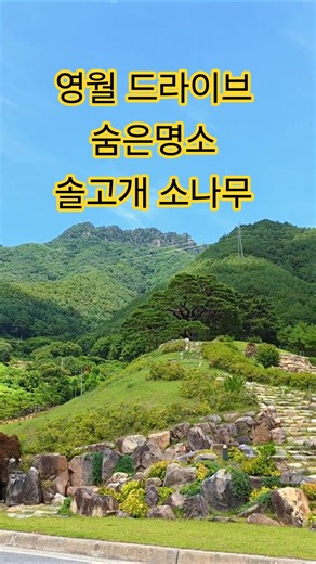 영월 솔고개 소나무, 290년 세월을 품은 아름다운 보호수