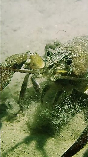 Crayfish underwater 🦞💪– Incredible Close-Up Footage! 🎥🦞