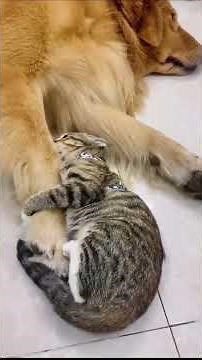 TOP 5 Cat & Dog Moments You WON’T Believe | Cutest Interspecies Friendships! 🐶🐱💛
