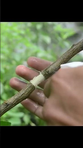 Air layering propagation of citrus, grafting of fruit trees