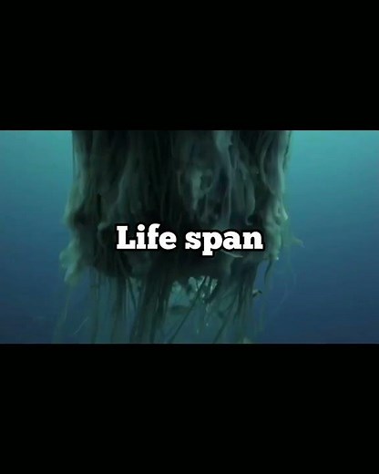 This is the largest jellyfish in the world | lion's mane jellyfish