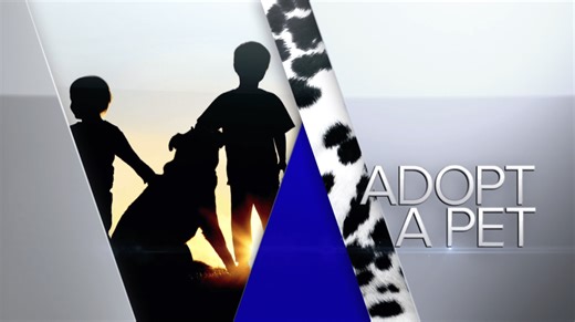 Adopt-A-Pet: PAWS Chicago