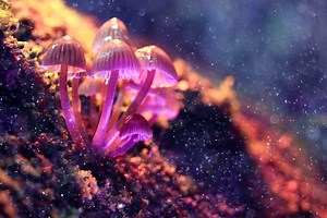 FDA Calls Psychedelic Psilocybin a 'Breakthrough Therapy' for Severe Depression