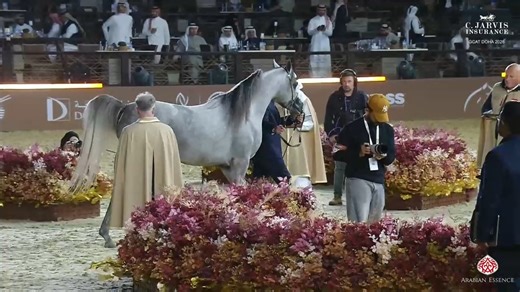 🇶🇦 GCAT Doha 2026 Colts 3 Years Old B (Class 6B) 3rd Place goes to 149 – SINAN AL BAHYA ( AJ REDAN x AJ SARAY ) Birth: 01/01/2023 Color: Grey Breeder: Ajman Stud Owner: ABDULLAH ALOTAIBI | Arabian Essence di Elvis Giughera