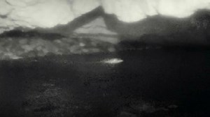 La foca monaca è tornata a Capraia: le immagini straordinarie