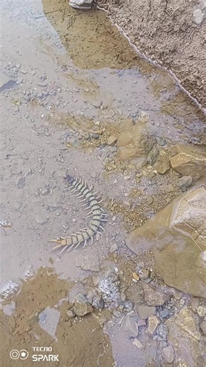 Discovering the Intricacies of Centipede Movement