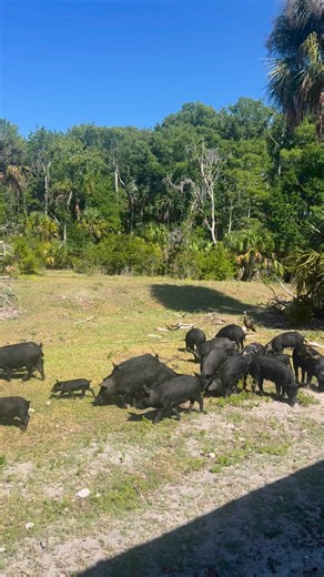 5.2K views · 103 reactions | A glimpse of one of the best wildlife tours in Southwest Florida! #wildlife #swfl #wildlifetour #visitflorida | Babcock Ranch Eco Tour | Facebook