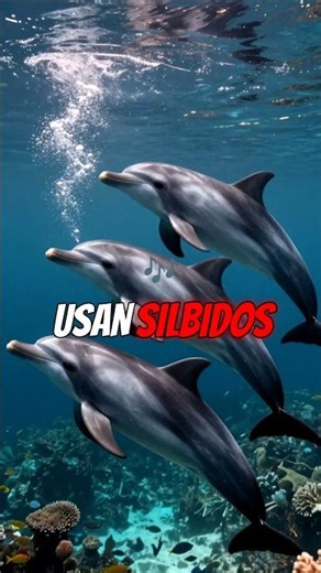 Los delfines tienen nombre propio 🐬😳 l