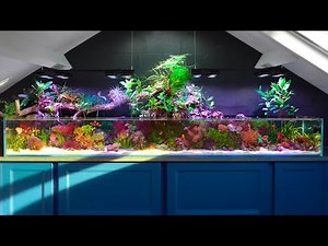 My Saltwater Paludarium is Evolving: Here's What's Changing