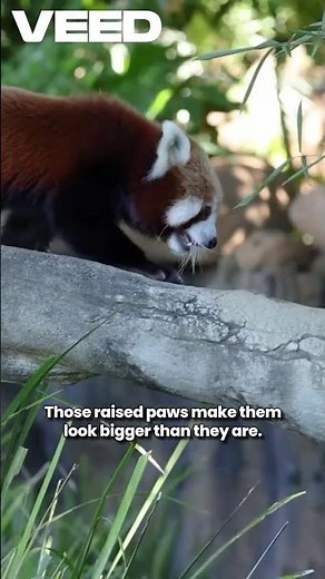 Red Pandas Stand Tall When They Feel Brave 🐼⬆️
