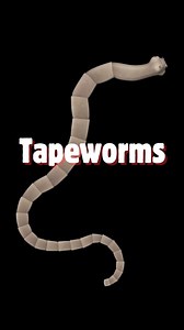 Alexa │ Veterinarian on Instagram: "✨TAPEWORMS! These segmented worms are highly variable in size and live in the intestine as adults. 🪱Tapeworm segments are often shed in the stool and are often compared to “small pieces of rice”. These segmented are called proglottids. 💡The most common tapeworm in dogs and cats is Dipylidium caninum, also known as the “double-pore” tapeworm. (Fun fact - this tapeworm is also involved in the life cycle of fleas!) 💊Typically the treatment