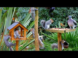 Cat TV for Cats to Watch Birds & Squirrels on a Birdtable Videos for Cats to Watch