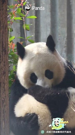 Cute Moment Between Panda Mom And Cub | iPanda #shorts