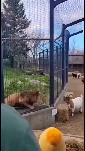 5 most dangerous animals who can attack on human in seconds