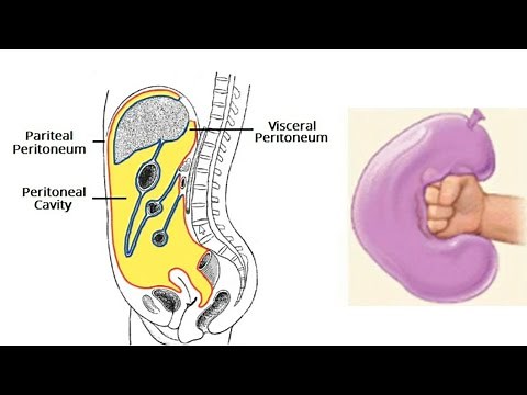 anatomie de l'abdomen : paroi abdominale et péritoine
