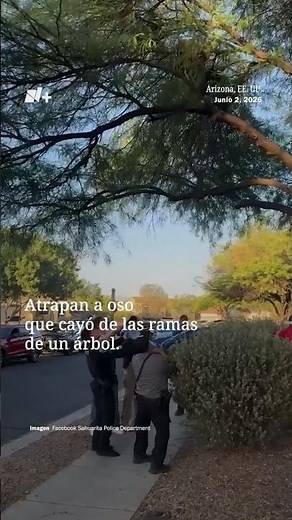 Police catch a bear that fell from the branches of a tree in Arizona
