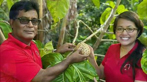 9.9K views · 115 reactions | What is the potential of the CNMI's noni plant? That's what researchers are seeking to answer with innovative research at the Northern Marianas College. | KUAM News | Facebook
