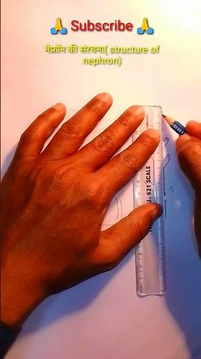 नेफ्रॉन की संरचना(structure of nephron)