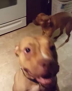 17M views · 14K reactions | These guilty dogs know EXACTLY what their dad is talking about  | The Dodo | Facebook